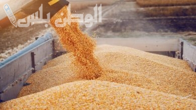 أكبر الدول المستوردة للقمح الروسي وليست مصر