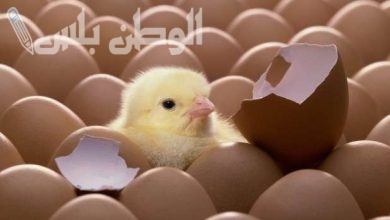 سعر الكتكوت الأبيض