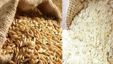 سعر طن الأرز الشعير