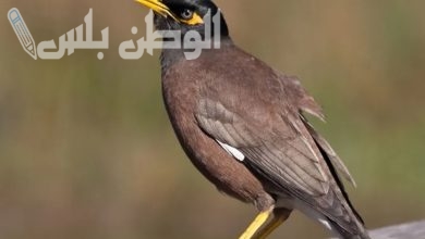 طائر شرس يغزو العالم.. تهديد خطير يقترب من الدول العربية