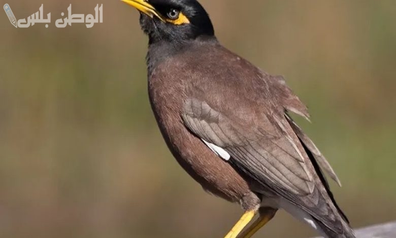 طائر شرس يغزو العالم.. تهديد خطير يقترب من الدول العربية