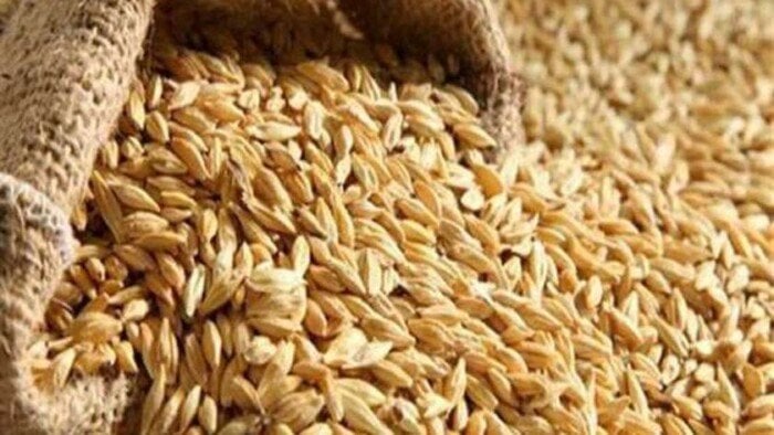 طن الحبة العريضة والرفيعة بكام؟.. سعر طن الأرز الشعير اليوم السبت 25 أكتوبر 2025