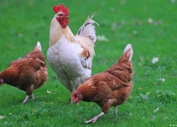 الفراخ بكام النهارده؟.. أسعار الدواجن والبيض اليوم الأحد 26 أكتوبر 2025