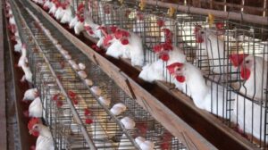 بورصة الدواجن اليوم.. أسعار الفراخ البيضاء وكرتونة البيض الأربعاء 29-10-2025