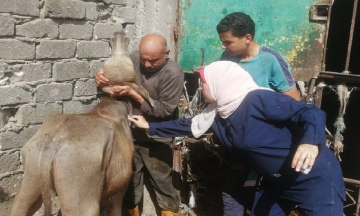 انطلاق الحملة القومية الثالثة للتحصين ضد الحمى القلاعية وحمى الوادي المتصدع بالإسكندرية
