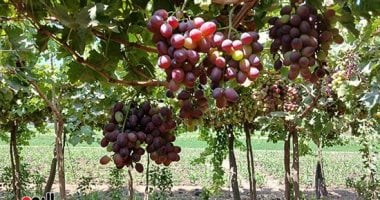 صادرات مصر من العنب ترتفع لـ346 مليون دولار خلال 7 أشهر من 2025