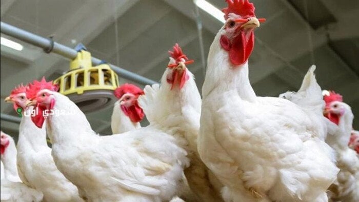 أسعار الدواجن والبيض اليوم الثلاثاء 28 أكتوبر 2025