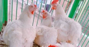 بورصة الدواجن اليوم.. استقرار أسعار الفراخ البيضاء عند 63 جنيها