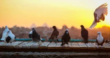 ضبط المتهم بسرقة 20 جوز حمام وأدوات كهربائية من منزل بالمحلة