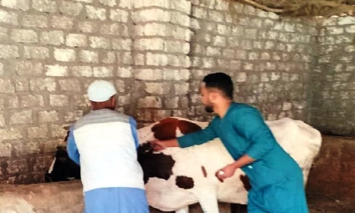 انطلاق الحملة القومية لتحصين الماشية ضد الحمى القلاعية والوادي المتصدع بأسوان