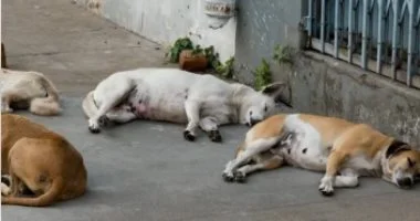 تحريات لكشف ملابسات العثور على كلاب نافقة بحدائق الأهرام