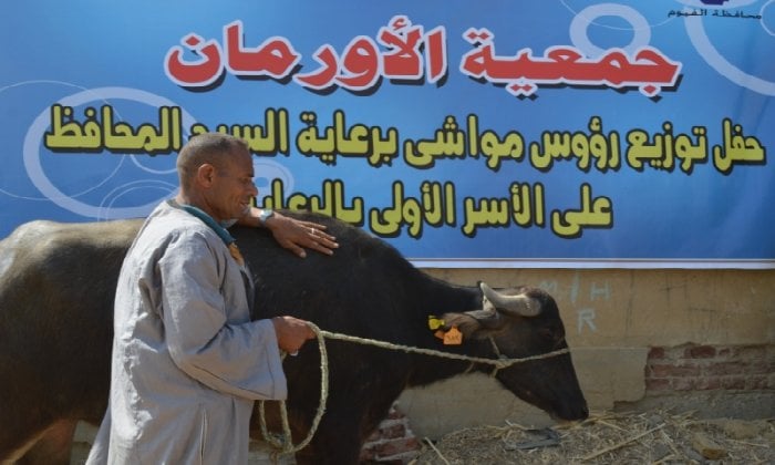 تسليم 9425 رأس ماشية للأسر الأولى بالفيوم