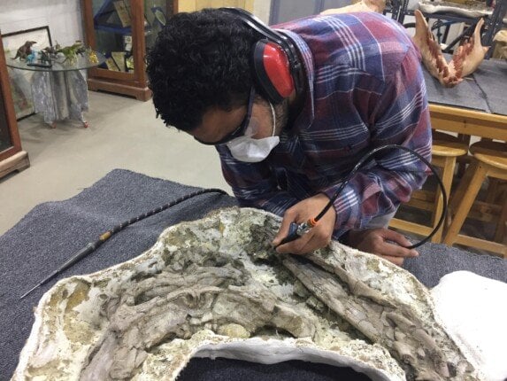 جامعة بنها تحتفي بالباحث بلال سالم بعد اكتشاف تمساح عمره شارك في اكتشاف تمساح عمره 80 مليون عام.. جامعة بنها تحتفي بالباحث بلال سالم