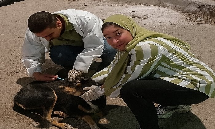 حملة لتعقيم الكلاب الضالة في الإسكندرية للحد من انتشارها