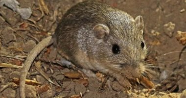 نقل فتاتين للمستشفى عقب إصابتهما بعقر فأر في سوهاج