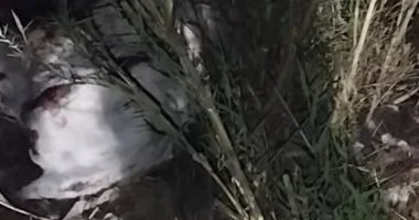 ذبح حمير _ صورة أرشيفية