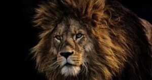 الأسود تتحدث بلغة جديدة والذكاء الاصطناعى يفكّ الشفرة لأول مرة