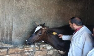 تحصين 117ألف رأس ماشية ضد الحمى القلاعية في البحيرة