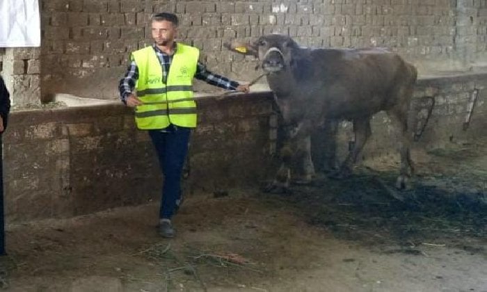 3918 رأس ماشية للأسر الأكثر احتياجًا بأسوان ضمن مبادرة التضامن والأورمان لدعم سبل المعيشة