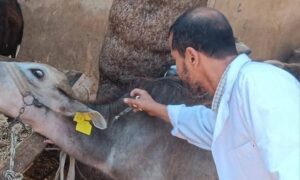 بيطري كفر الشيخ يواصل جهوده الميدانية للتحصين ضد الحمى القلاعية وحمى الوادي المتصدع
