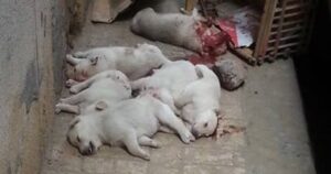 حبس المتهم بتسميم 8 كلاب فى حدائق الأهرام 6 أشهر