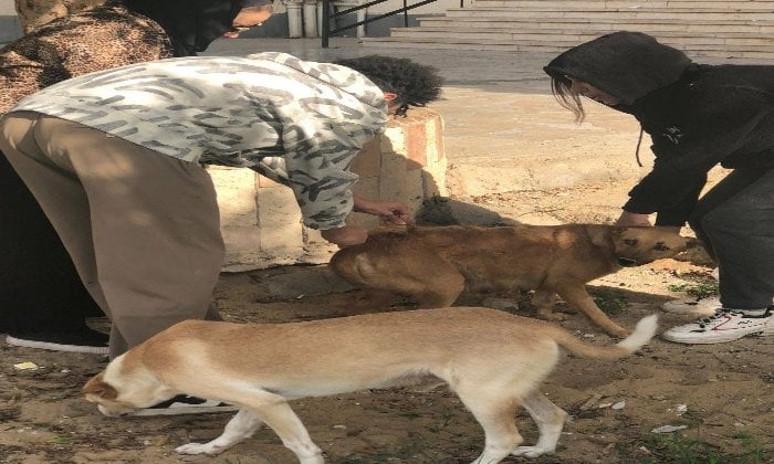 تكثيف حملات تطعيم الكلاب الضالة ضد مرض السعار بمدينة العبور