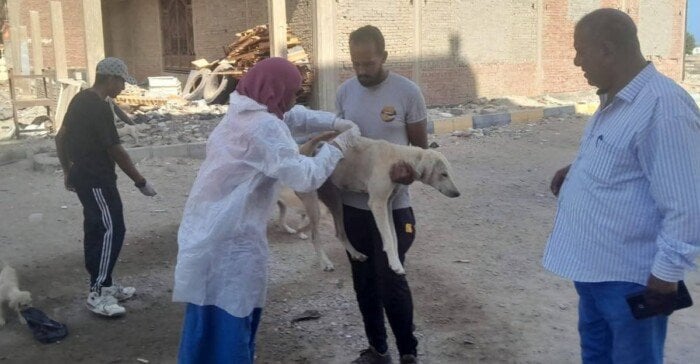 حملة مكثفة لتعقيم وتحصين الكلاب ضد السعار بسفاجا