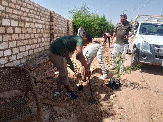نحو "100 مليون شجرة".. زراعة 94 شتلة جديدة في مطاي وسمالوط في المرحلة الرابعة بالمنيا