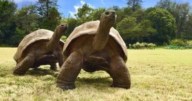 عمرك فكرت ليه السلحفاة بطيئة.. اكتشف السر