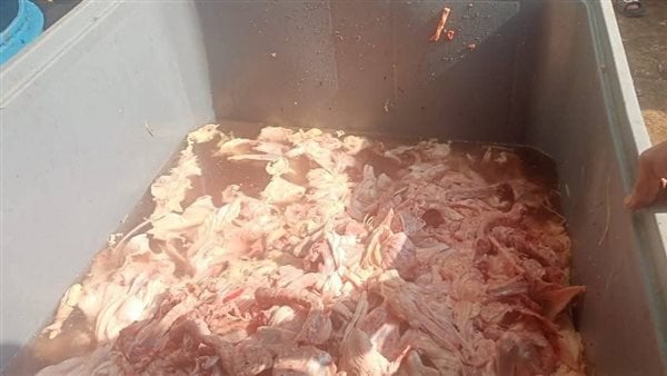 تموين القليوبية يضبط دواجن وسلع مجهولة المصدر