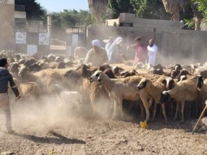 محافظ القليوبية يتابع مجهودات الحملة القومية لتحصين الثروة الحيوانية للوقاية من الأوبئة
