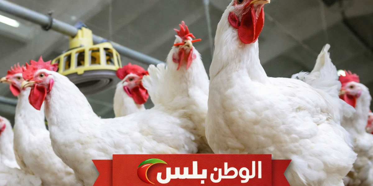 أسعار الدواجن اليوم الخميس 5 فبراير 2026 الفراخ البيضاء والساسو تسجل ارتفاع جديد بالمزارع