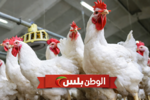 أسعار الدواجن