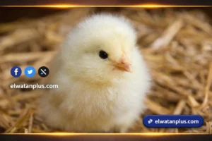 سعر الكتكوت الأبيض