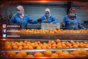 مصر تفتح السوق البنمي