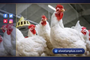 أسعار الفراخ البيضاء