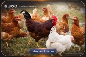 سعر الفراخ البيضاء اليوم