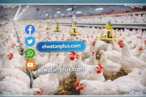 سعر الفراخ اليوم