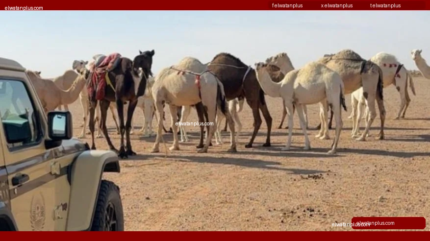 ضبط مخالف لرعي الإبل في محمية الملك عبدالعزيز وتطبيق الإجراءات النظامية بحقه