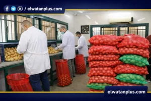جهود وزارة الزراعه في تصدير البطاطس المصريه