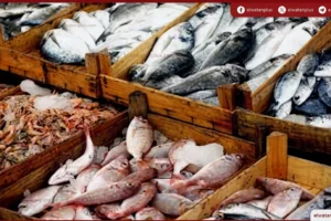 أسعار الأسماك