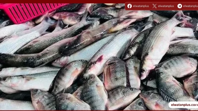 أسعار الأسماك اليوم في كفر الشيخ