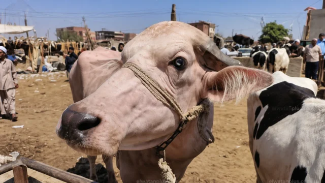 أسعار الأضاحي 2026 في مصر