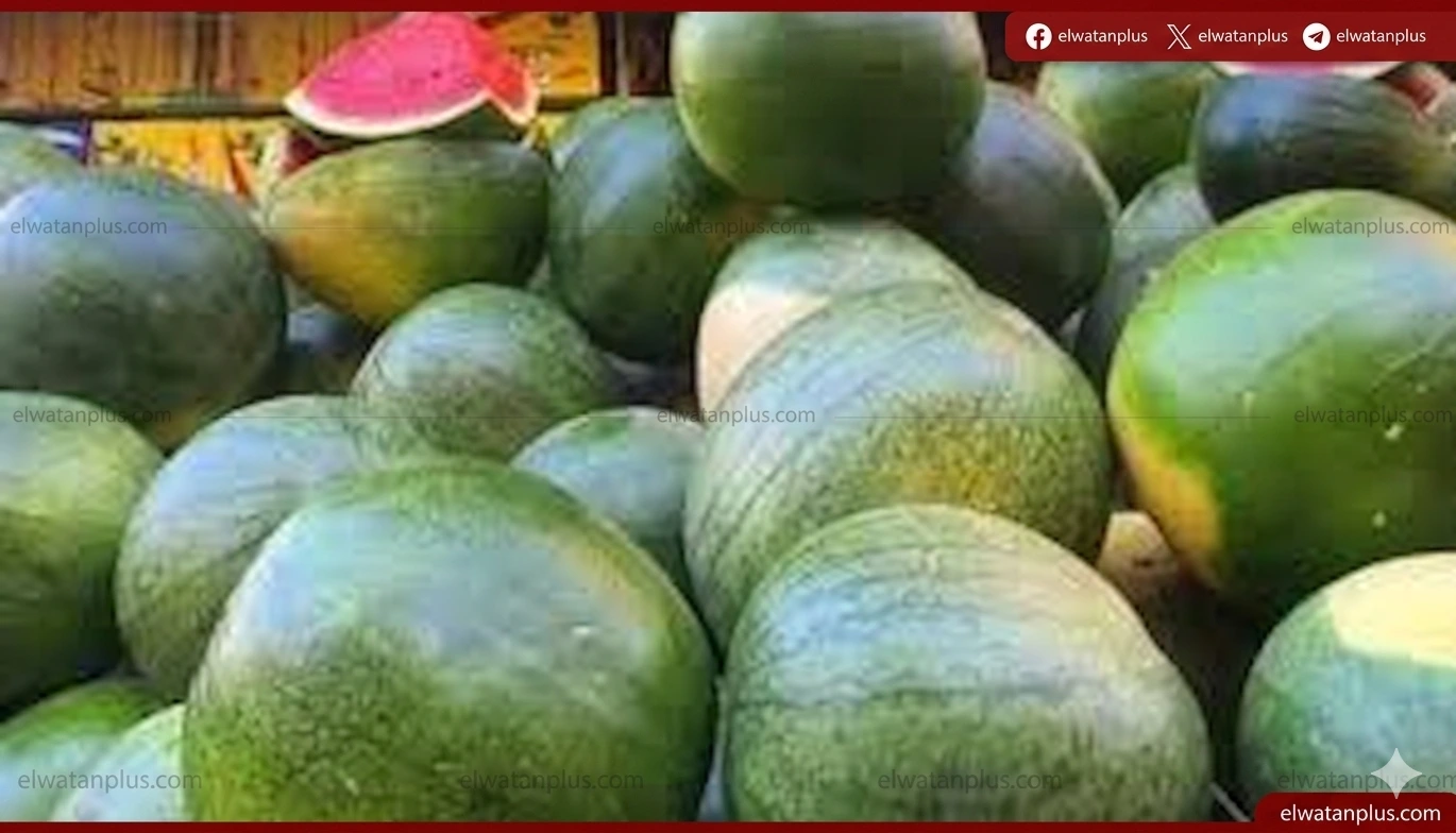 أسعار البطيخ
