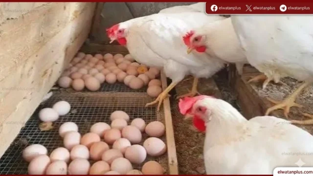 أسعار البيض