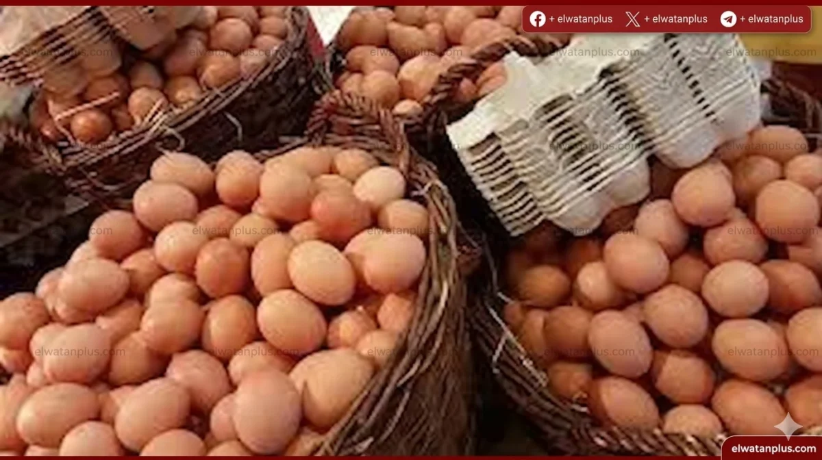 أسعار البيض شم النسيم مصر 2026