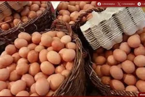 أسعار البيض شم النسيم مصر 2026