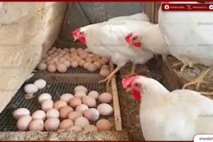 أسعار الدواجن