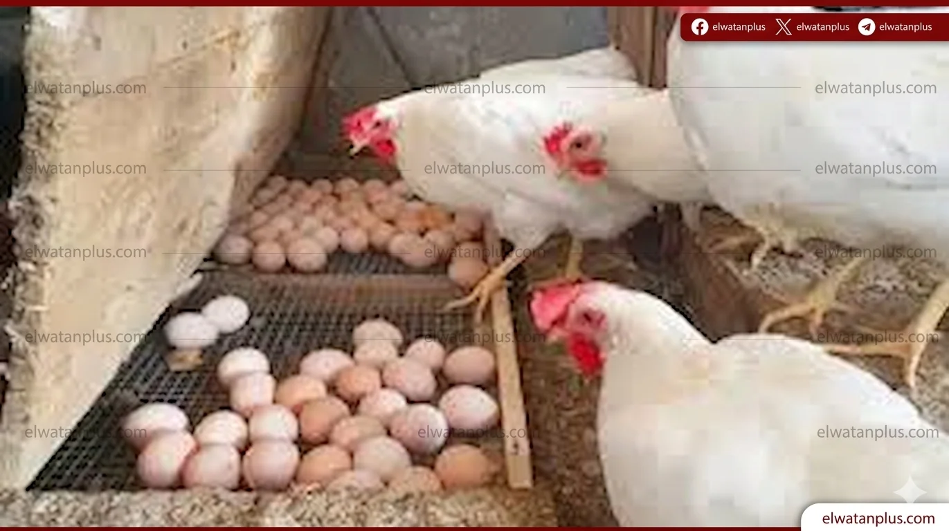أسعار الدواجن