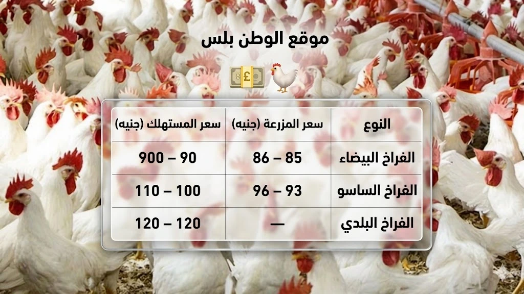 أسعار الدواجن اليوم 28 أبريل 2026 في مصر
